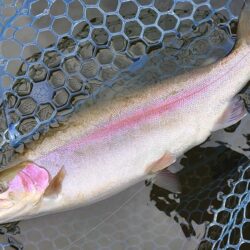 大物のタナは浅い ～岡崎トラウトポンド～